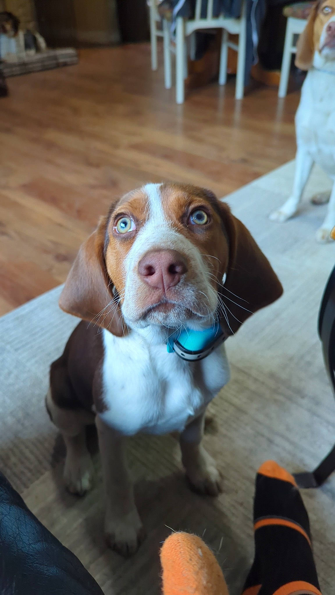 Drogo is registered to the contest to win money with this photo: carnivore, chair, collar, companion_dog, dog, dog_breed, dog_collar, dog_supply, flooring, fur, hardwood, hound, hunting_dog, leash, liver, scent_hound, snout, whiskers, wood, working_animal