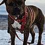 animal, brindle, canine, cold, collar, dog, ears, fur, harness, landscape, leash, muzzle, nature, outdoor, pet, sky, snow, standing, walking, winter
