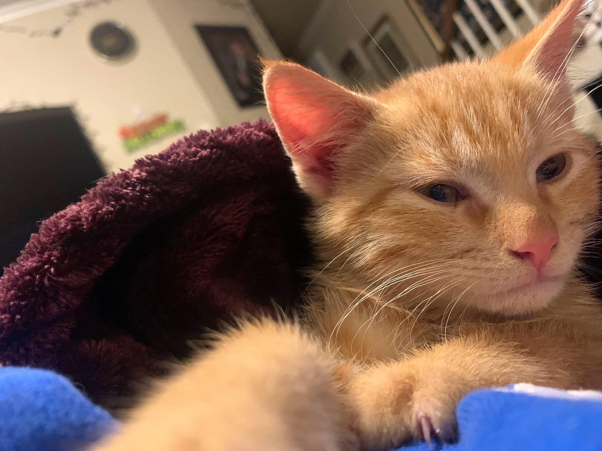 Cinder joined the competition — help win amazing prizes! carnivore, cat, claw, comfort, domestic_short_haired_cat, felidae, fur, nap, paw, small_to_medium_sized_cats, snout, whiskers