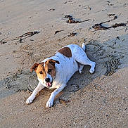 Guimli participe au concours pour gagner de l'argent avec cette photo : dog, beach, sand, shoreline, seaweed, brown_and_white, lying_down, smiling, happy, outdoors, animal, pet, canine, short_hair, jack_russell_type, playful, sunlight, coastal, ground, portrait