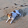 dog, beach, sand, shoreline, seaweed, brown_and_white, lying_down, smiling, happy, outdoors, animal, pet, canine, short_hair, jack_russell_type, playful, sunlight, coastal, ground, portrait