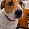 Guimli a rejoint le concours — aidez-le/la à gagner de superbes lots ! dog, pet, brown_and_white, portrait, close_up, large_nose, black_nose, floppy_ears, collar, indoor, home, furniture, wooden_cabinet, chair, tiled_floor, curious, friendly, sitting, animal, photography