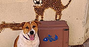 Guimli participe au concours pour gagner de l'argent avec cette photo : dog, cat_art, animal, pet, sitting, smiling, happy, outdoor, portrait, brown_and_white, collar, tongue, wall, mural, sculpture, utility_box, fish, pavement, drain, textured_background