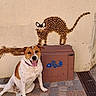 dog, cat_art, animal, pet, sitting, smiling, happy, outdoor, portrait, brown_and_white, collar, tongue, wall, mural, sculpture, utility_box, fish, pavement, drain, textured_background