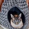 cat, blue_eyes, plush_bed, cozy, feline, indoor, resting, pet, cute, animal, soft_texture, gray, tabby, fur, ears, wooden_background, home, comfort, relaxed, domestic