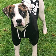 Cal is registered to the contest to win money with this photo: dog, hoodie, black_clothing, white_paws, grass, outdoor, pet, animal, cute, young_dog, ears, tail, standing, fur, muzzle, eyes, collar, canine, nature, expression
