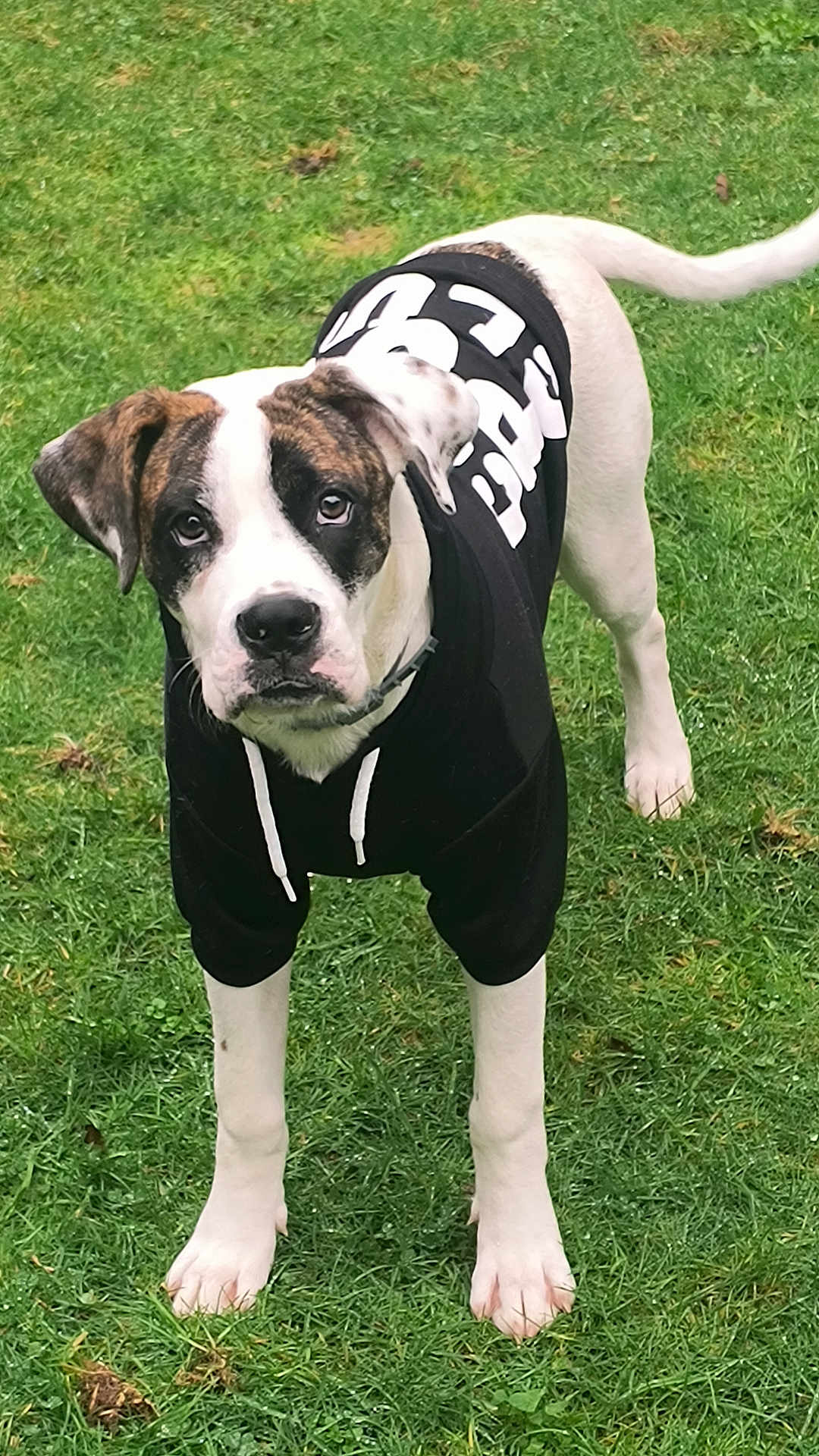 Cal is registered to the contest to win money with this photo: dog, hoodie, black_clothing, white_paws, grass, outdoor, pet, animal, cute, young_dog, ears, tail, standing, fur, muzzle, eyes, collar, canine, nature, expression