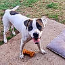 Cal is registered to the contest to win money with this photo: black_spots, blue_sandal, bone_toy, canine, concrete_patio, cushion, dog, footwear, grass, happy, looking_up, outdoor, paws, pet, playful, red_ball, tongue_out, tree_trunk, white_dog, yard