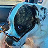 Cal joined the competition — help win amazing prizes! animal, black_spots, blanket, car_interior, close_up, cool, cute, daylight, dog, domestic_animal, looking_sideways, pet, portrait, resting, seat, summer, sunglasses, sunlight, white_fur, window