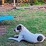 animal, backyard, black_patch, canine, daylight, dog, fence, garden, grass, lawn, nature, outdoor, patchy_grass, pet, relaxed, resting, summer, sunlight, white_dog, wooden_fence