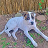 Calvin is registered to the contest to win money with this photo: dog, white_dog, brown_patches, lying_down, outdoor, garden, plants, soil, bamboo_fence, calm, pet, animal, nature, greenery, resting, domestic_animal, daylight, looking_away, fur, ears