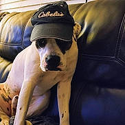 Calvin is registered to the contest to win money with this photo: dog, pet, cap, hat, leather_couch, indoor, blinds, sitting, white_dog, black_spots, portrait, animal, cozy, furniture, blanket, casual, headwear, looking, resting, domestic