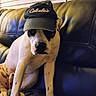 animal, black_spots, blanket, blinds, cap, casual, cozy, dog, domestic, furniture, hat, headwear, indoor, leather_couch, looking, pet, portrait, resting, sitting, white_dog