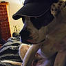 Calvin is registered to the contest to win money with this photo: dog, cap, indoor, blanket, resting, pet, animal, cozy, fur, relaxed, bed, home, dreamcatcher, window_blinds, brick_wall, lighting, shadow, muzzle, paw, sitting