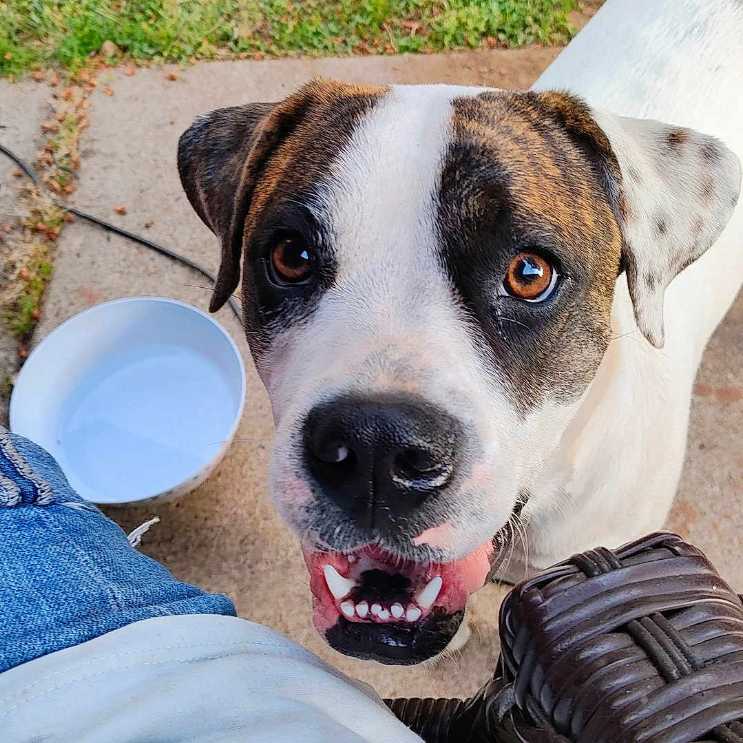 Calvin is registered to the contest to win money with this photo: dog, pet, animal, outdoor, grass, concrete, water_bowl, brown_eyes, white_fur, black_spots, happy, friendly, looking_up, tongue, mouth_open, ears, snout, person, jeans, shirt
