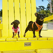 Doobie And Doja joined the competition — help win amazing prizes! adirondack_chair, animal, black_dog, blue_sky, cute, daytime, dog, harness, leash, nature, outdoor, park, pet, playful, sidewalk, small_dog, sunny, trees, two_dogs, yellow_chair