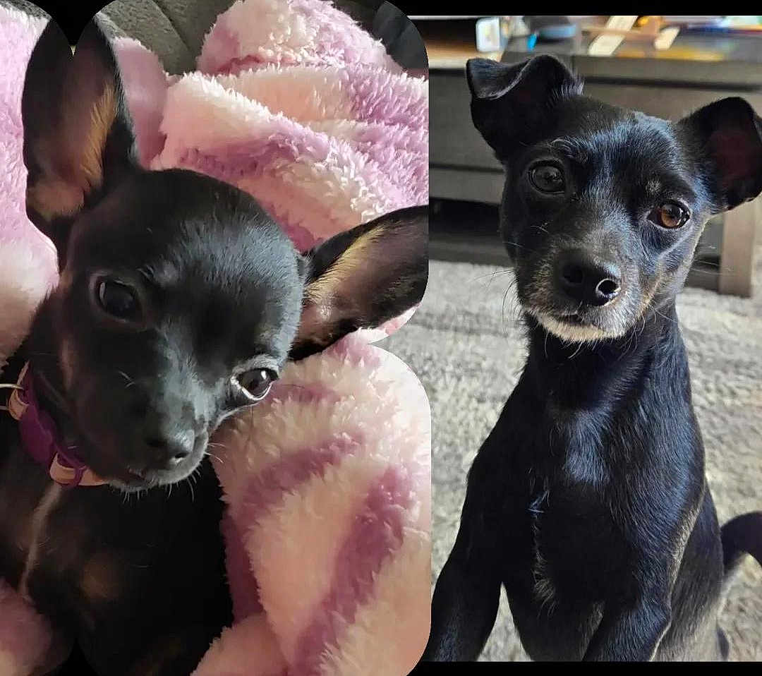 Doobie And Doja joined the competition — help win amazing prizes! animal, black_dog, blanket, carpet, closeup, companion, cozy, curious, cute, dog, domestic_animal, ears, fur, indoor, pet, pink_blanket, portrait, sitting, small_dog, two_dogs