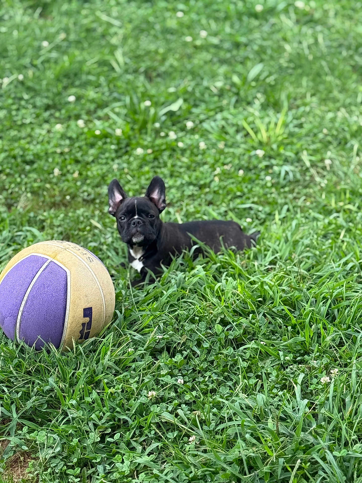Nox is registered to the contest to win money with this photo: dog, french_bulldog, puppy, grass, outdoor, basketball, ball, pet, animal, nature, greenery, playful, young, cute, small, ears, black_dog, fur, sitting, field