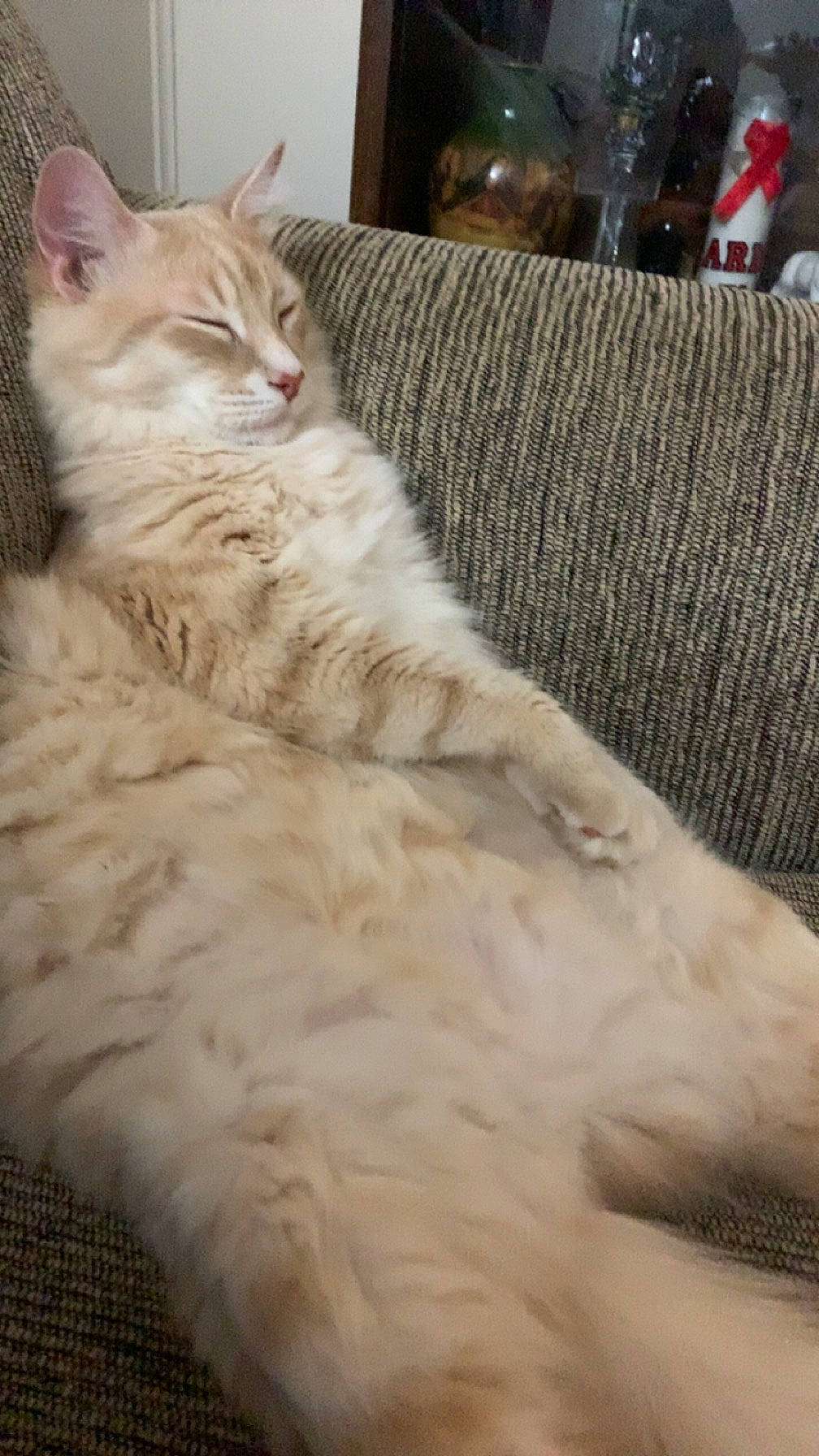 Lil Roy joined the competition — help win amazing prizes! carnivore, cat, claw, comfort, couch, domestic_short_haired_cat, fawn, felidae, flooring, fur, hardwood, linens, paw, small_to_medium_sized_cats, snout, tail, tree, whiskers, window, wood