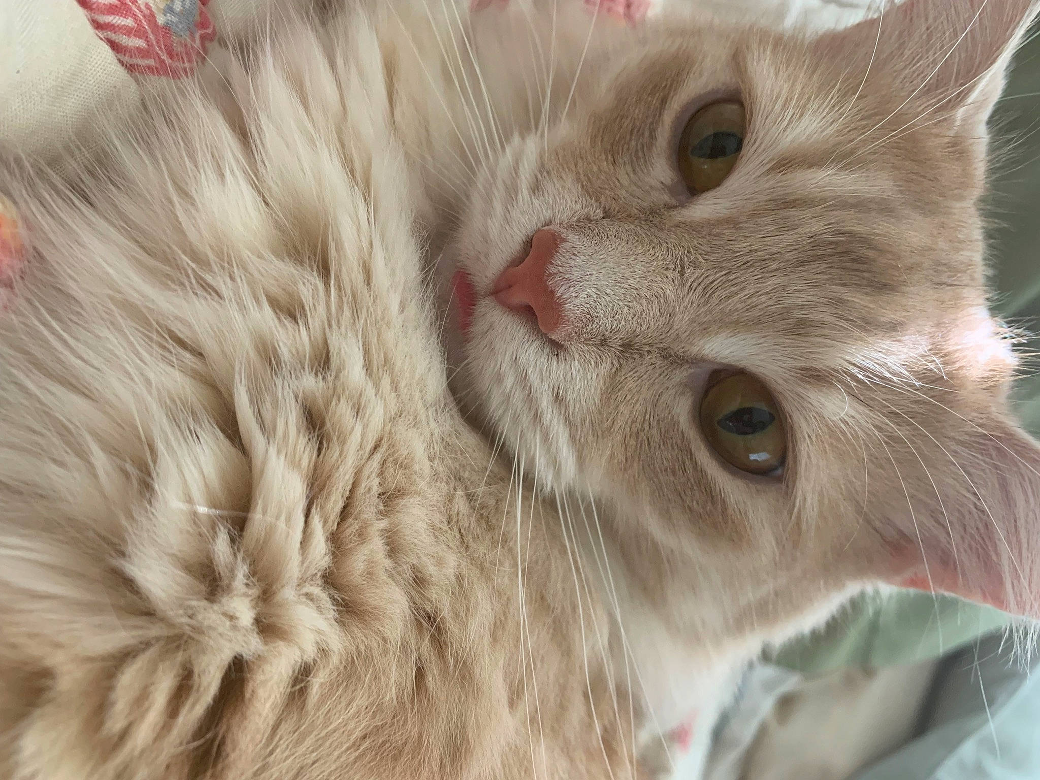 Lil Roy joined the competition — help win amazing prizes! carnivore, cat, close_up, domestic_short_haired_cat, event, fawn, felidae, fur, natural_material, paw, small_to_medium_sized_cats, snout, terrestrial_animal, whiskers