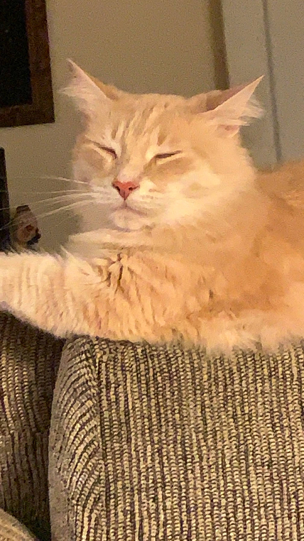 Lil Roy joined the competition — help win amazing prizes! box, carnivore, cat, claw, comfort, domestic_short_haired_cat, fawn, felidae, fur, paw, picture_frame, small_to_medium_sized_cats, snout, tail, whiskers, window, wood