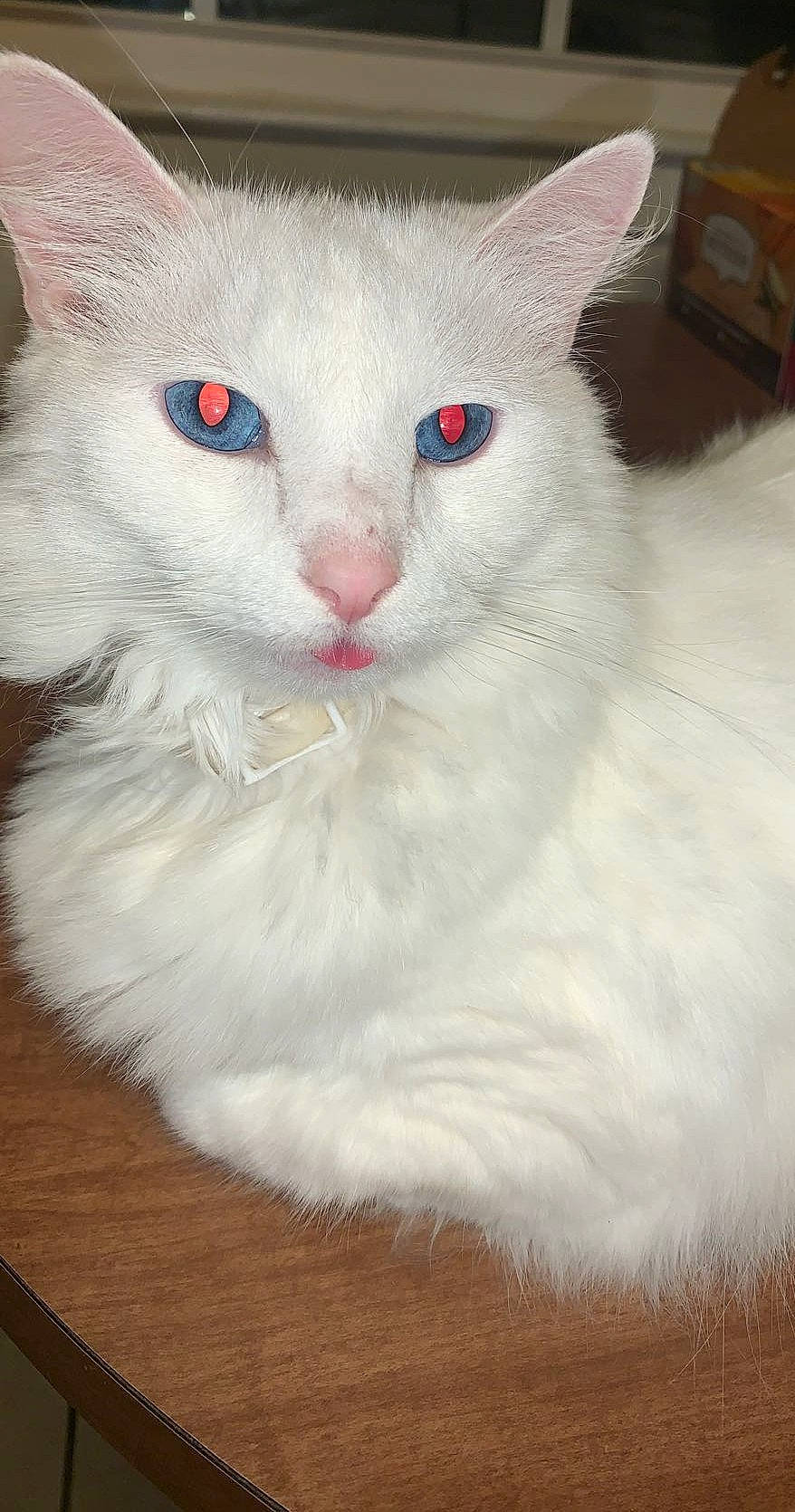 Snowman is registered to the contest to win money with this photo: carnivore, cat, domestic_short_haired_cat, felidae, fur, hardwood, paw, small_to_medium_sized_cats, snout, tail, terrestrial_animal, varnish, whiskers