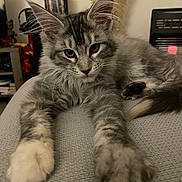 Wanda a rejoint le concours — aidez-le/la à gagner de superbes lots ! cat, tabby, gray_cat, fluffy, paws, stretching, indoor, cozy, furniture, pumpkin, halloween, decoration, shelf, relaxed, animal, pet, whiskers, ears, face, curious