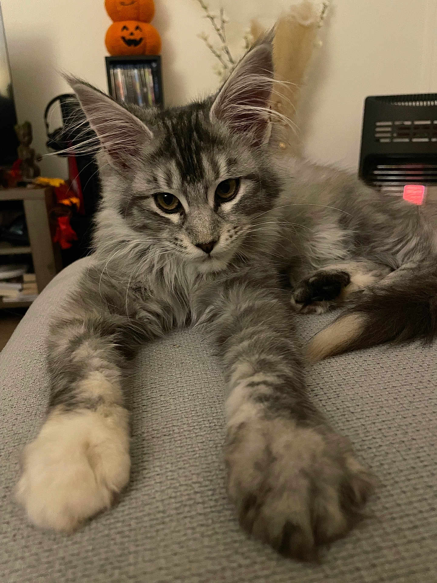 Wanda a rejoint le concours — aidez-le/la à gagner de superbes lots ! cat, tabby, gray_cat, fluffy, paws, stretching, indoor, cozy, furniture, pumpkin, halloween, decoration, shelf, relaxed, animal, pet, whiskers, ears, face, curious