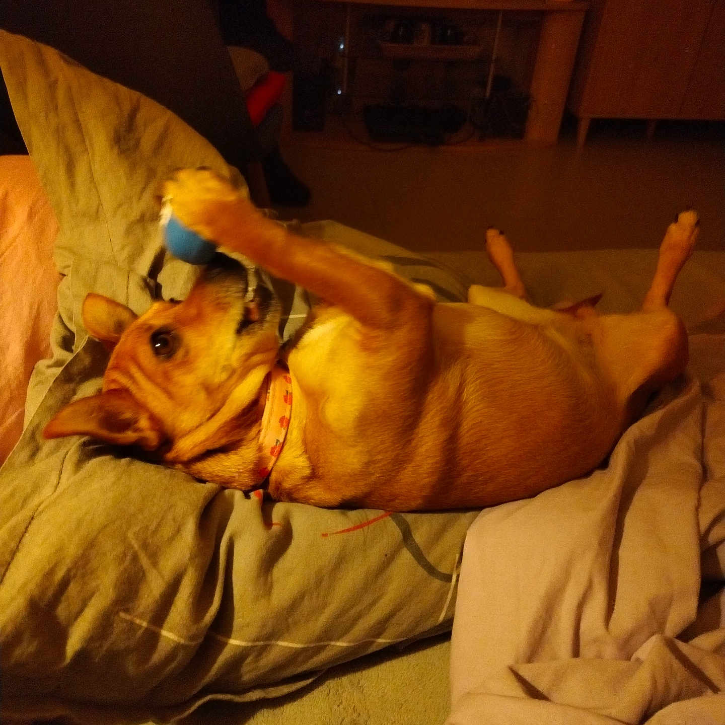 Rubis participe au concours pour gagner de l'argent avec cette photo : animal, ball, bed, blanket, brown_dog, canine, carpet, collar, comfort, cozy, dog, fur, home, indoor, paw, pet, pillow, playing, relaxed, toy