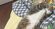 Apollo is registered to the contest to win money with this photo: cat, tabby, sleeping, bed, quilt, sunflower_pattern, indoor, cozy, pet, relaxed, fur, paw, whiskers, striped, domestic_animal, animal, resting, cute, comfort, blanket