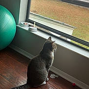 Apollo joined the competition — help win amazing prizes! cat, window, wooden_floor, exercise_ball, blinds, indoor, tape, pink_ball, sandal, windowsill, gray_cat, striped_tail, daylight, houseplant_absent, quiet, still_life, pet, domestic, floor_vent, reflection