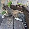 Apollo joined the competition — help win amazing prizes! cat, tabby, white_paws, wooden_porch, outdoor, animal, pet, resting, stripes, tail, feline, curious, side_view, daylight, nature, grass, background, house, window, car