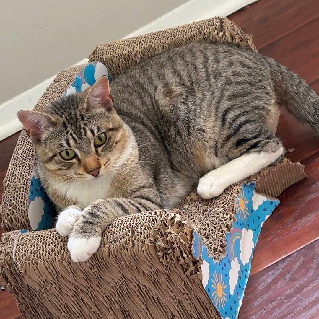 Apollo