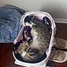 cat, tabby_cat, basket, blanket, floor, wooden_floor, slippers, indoor, pet, sleeping, cozy, home, furniture, resting, curled_up, comfort, domestic, animal, cute, relaxed