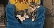 Apollo joined the competition — help win amazing prizes! animal, cat, chair, comfort, cozy, cushion, cute, feline, home_interior, indoor, paw, pet, plush_chair, portrait, relaxed, resting, sleepy, spiderman, stone_wall, striped_cat