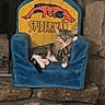 Apollo joined the competition — help win amazing prizes! cat, chair, plush_chair, spiderman, animal, pet, relaxed, indoor, feline, striped_cat, paw, resting, cozy, cushion, stone_wall, home_interior, cute, sleepy, comfort, portrait