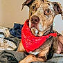 Camo joined the competition — help win amazing prizes! bandana, blanket, brown, coat, dog, domestic_animal, ear, fur, indoor, laying, mammal, pet, portrait, red, resting, snout, spot, warm, whisker, young_adult