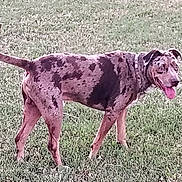 Camo is registered to the contest to win money with this photo: animal, canine, collar, dog, ears, field, four_legs, grass, happy, looking_back, mammal, nature, outdoor, pet, playful, spotted, standing, summer, tail, tongue_out