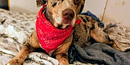 Camo is registered to the contest to win money with this photo: animal, bandana, bed, blanket, brown, canine, comfort, cozy, curious, dog, domestic, ears, fur, indoor, laying, paws, pet, resting, snout, spotted