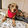 animal, bandana, bed, blanket, brown, canine, comfort, cozy, curious, dog, domestic, ears, fur, indoor, laying, paws, pet, resting, snout, spotted