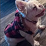Pawpaw joined the competition — help win amazing prizes! french_bulldog, puppy, dog, pet, indoor, wooden_floor, jacket, red_and_black, coat, sitting, tongue_out, cute, small_dog, fur, animal, looking_up, collar, playful, adorable, companion