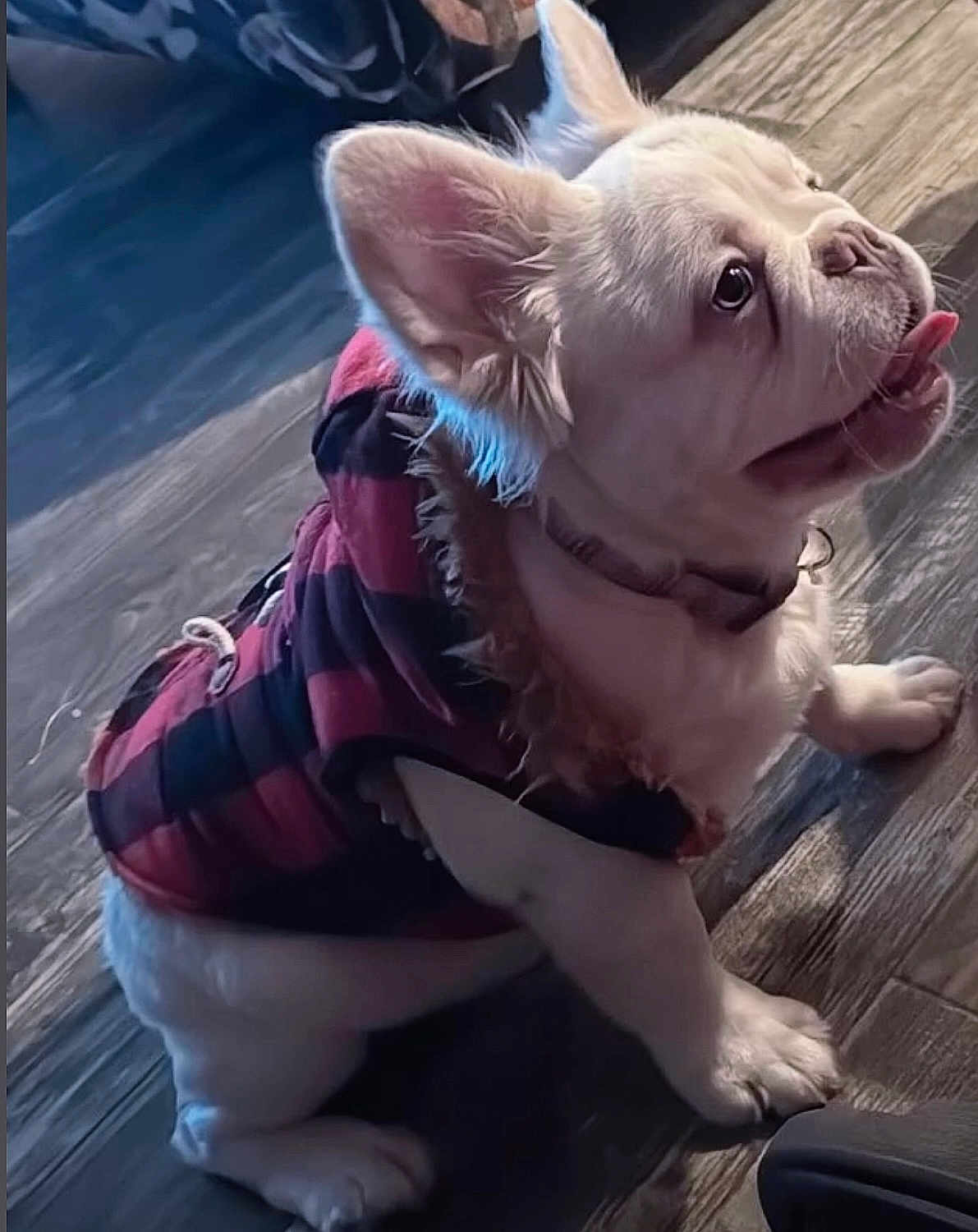 Pawpaw joined the competition — help win amazing prizes! french_bulldog, puppy, dog, pet, indoor, wooden_floor, jacket, red_and_black, coat, sitting, tongue_out, cute, small_dog, fur, animal, looking_up, collar, playful, adorable, companion