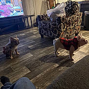 Pawpaw is registered to the contest to win money with this photo: dog, small_dog, puppy, living_room, armchair, patterned_furniture, wooden_floor, television, person_on_tv, plaid_clothing, pet_clothing, indoor, furniture, plastic_bag, window_blinds, flooring, shadow, human_leg, jeans, sock