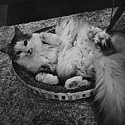 Gaïa participe au concours pour gagner de l'argent avec cette photo : cat, fluffy, relaxed, scratching_pad, carpet, indoor, pet, fur, tail, whiskers, paws, resting, cozy, cute, animal, mammal, feline, home, black_and_white, floor