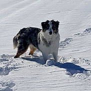 Hazel joined the competition — help win amazing prizes! dog, snow, outdoor, winter, animal, pet, fur, black_and_white, canine, cold, nature, landscape, snowy, mammal, standing, shadow, daylight, playful, alert, fur_texture