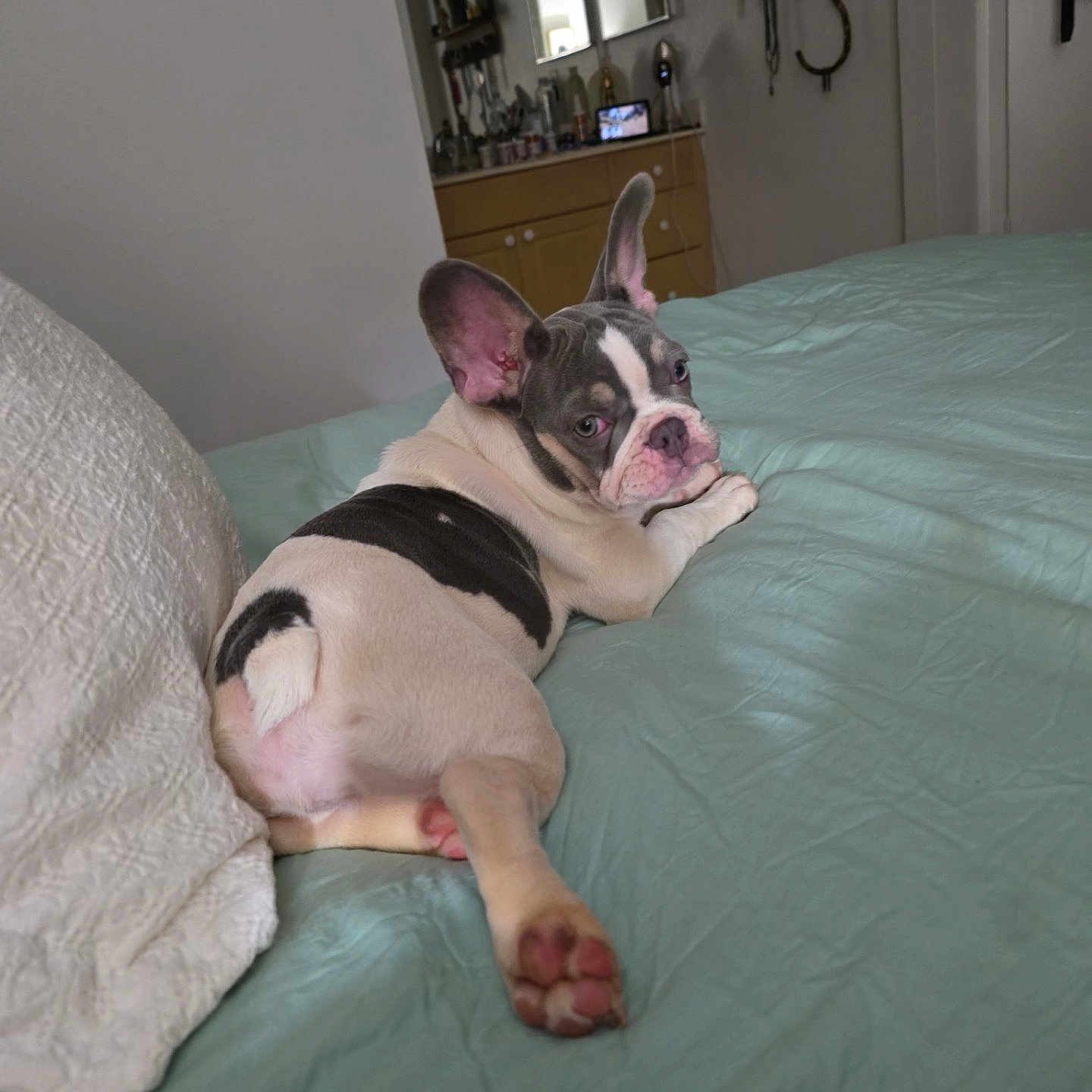 Bella is registered to the contest to win money with this photo: animal, bed, bedroom, blanket, canine, cozy, cute, dog, domestic_animal, dressing_table, ears, french_bulldog, furniture, indoor, looking_back, mirror, paw, pet, puppy, resting