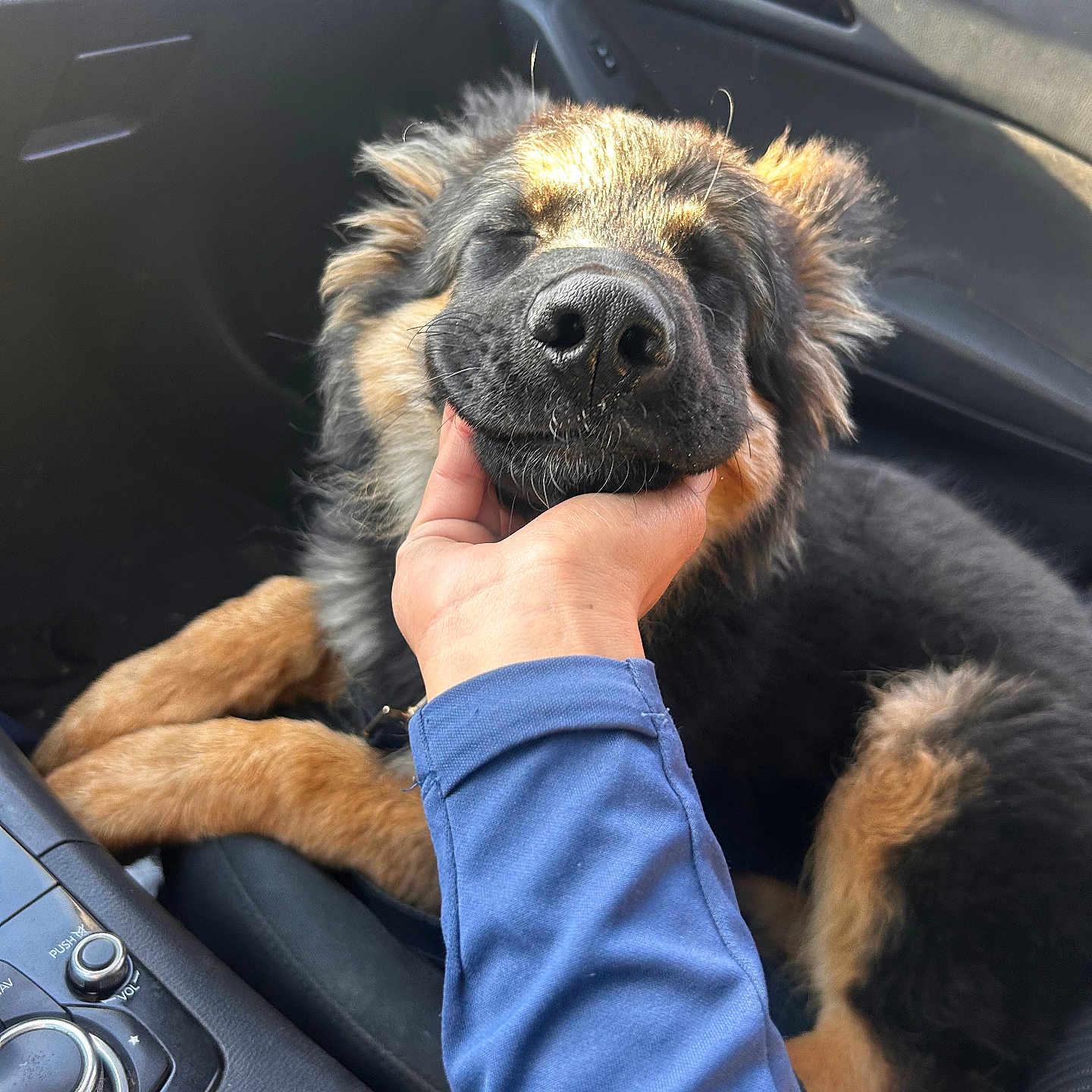 Kujo joined the competition — help win amazing prizes! animal, car_interior, close_up, comfort, cute, dog, fur, german_shepherd, hand, happy, human_interaction, mammal, pet, portrait, puppy, relaxed, resting, seat, sunlight, transportation