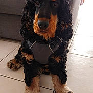 Jackie Boo a rejoint le concours — aidez-le/la à gagner de superbes lots ! dog, black, tan, curly_fur, sitting, harness, indoor, tile_floor, sofa, blanket, pet, canine, brown_eyes, home, fur, paw, cute, animal, domestic, companion