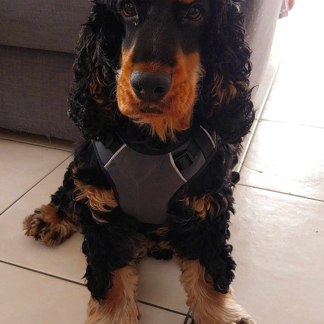Jackie Boo a rejoint le concours — aidez-le/la à gagner de superbes lots ! dog, black, tan, curly_fur, sitting, harness, indoor, tile_floor, sofa, blanket, pet, canine, brown_eyes, home, fur, paw, cute, animal, domestic, companion