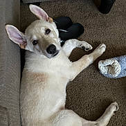 Athena is registered to the contest to win money with this photo: dog, carpet, couch, indoor, shoes, slipper, pet, fur, ears, lying_down, curious, domestic, cozy, home, comfortable, animal, brown, white, resting, floor